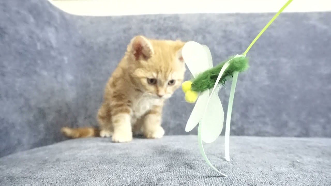 セルカークレックス子猫　2022.1.21産まれ　レッドタビー　巻き毛　男の子　シーダキャット猫のお店