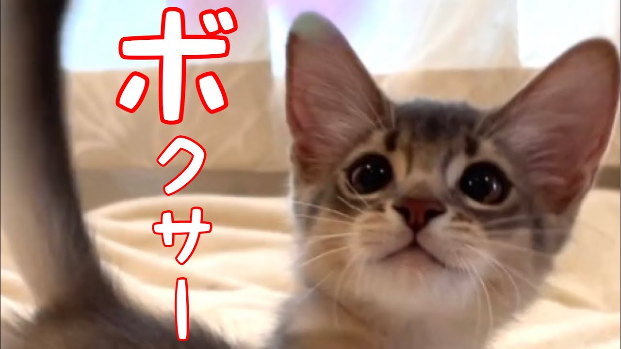 【癒し閲覧注意】何だかボクシングになっちゃった❣️【ソマリ】