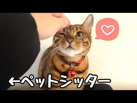 【隠し撮り】飼い主よりペットシッターに猫達が懐いてる説