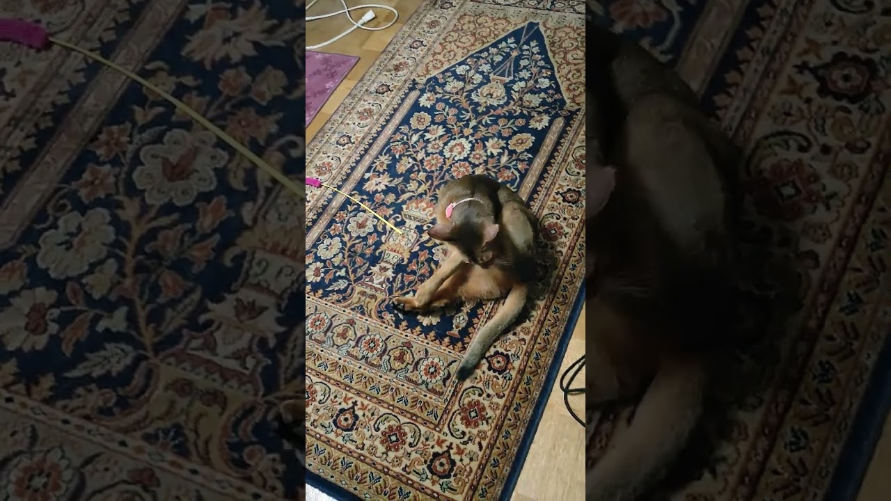 ネコ動画あび#910　#shorts　あびの毎日　アビシニアン　あびブログ