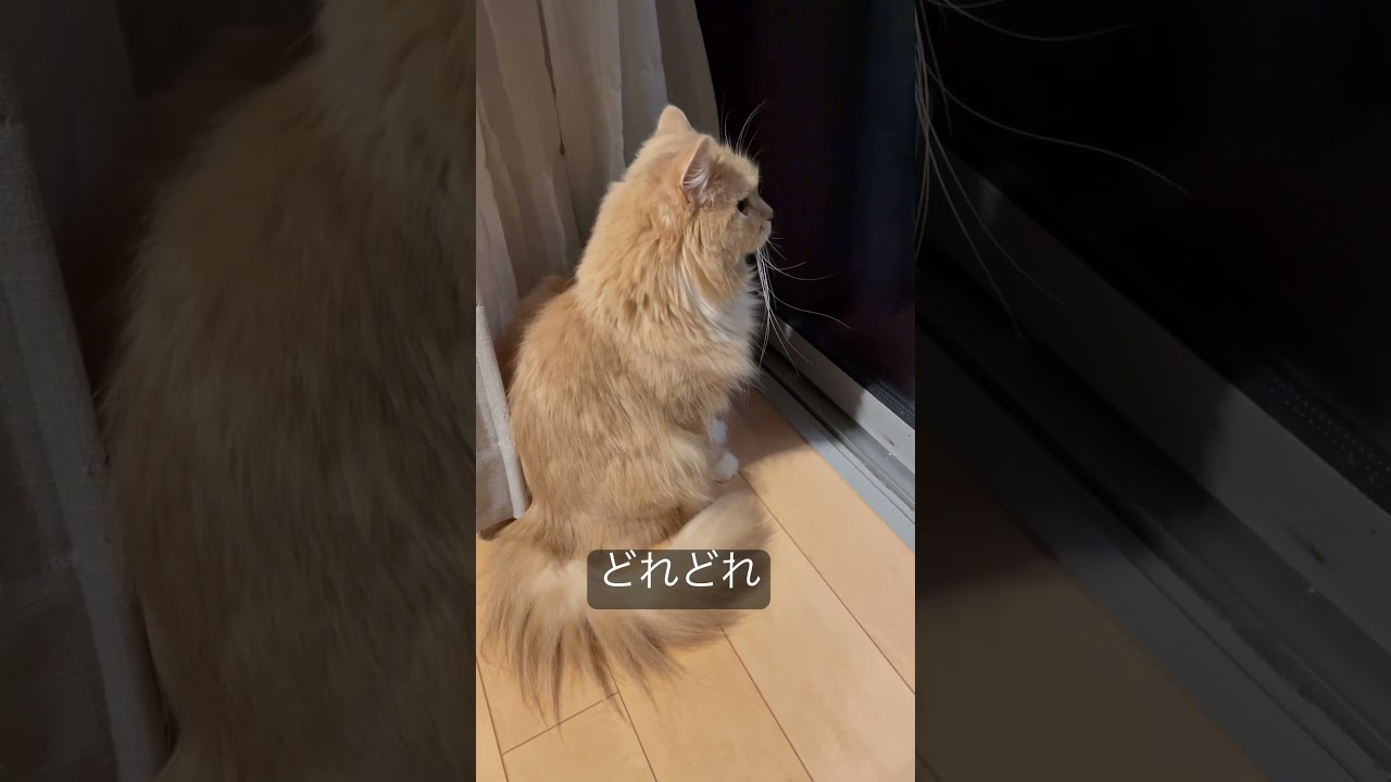 ラガマフィンのニャルソック異常なし #ラガマフィン #猫のいる暮らし #猫動画