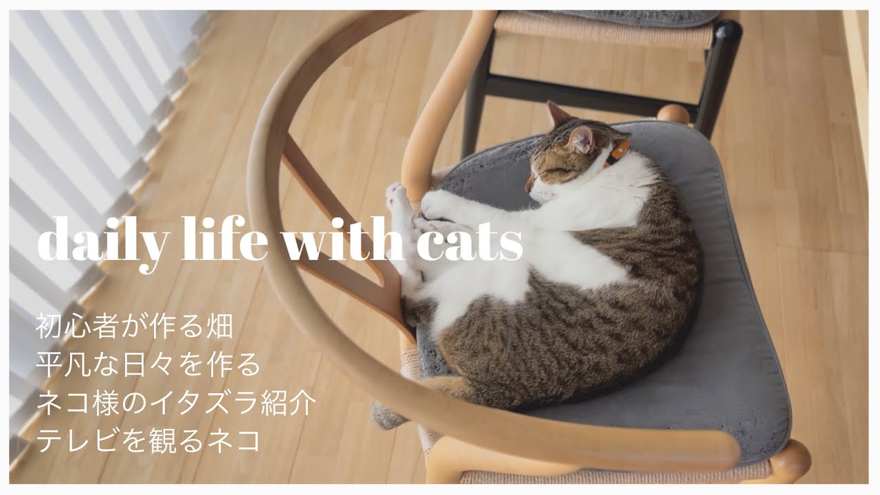 【猫と日常】ネコのイタズラ対策・初心者が作る畑・盆栽（bonsai）・優しい時間作りdailylifewithcats#catlover #cat #猫 #vlog #japanese #cats