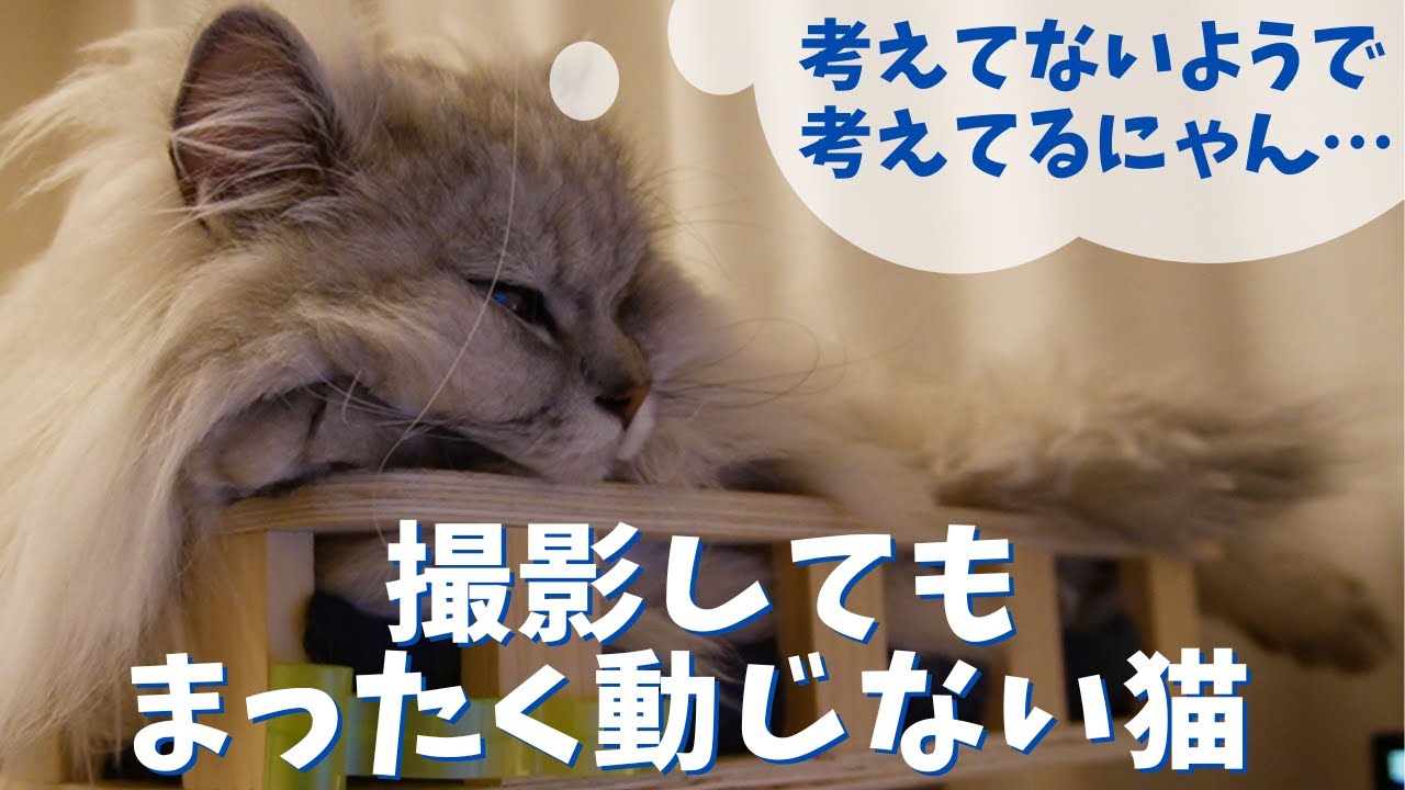 撮影してもまったく動じない猫｜ラガマフィンのラガさん
