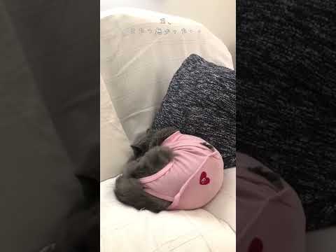 我が家の２匹のねむり姫♡#Shorts　#術後服　#セルカークレックス　#ブリティッシュショートへア