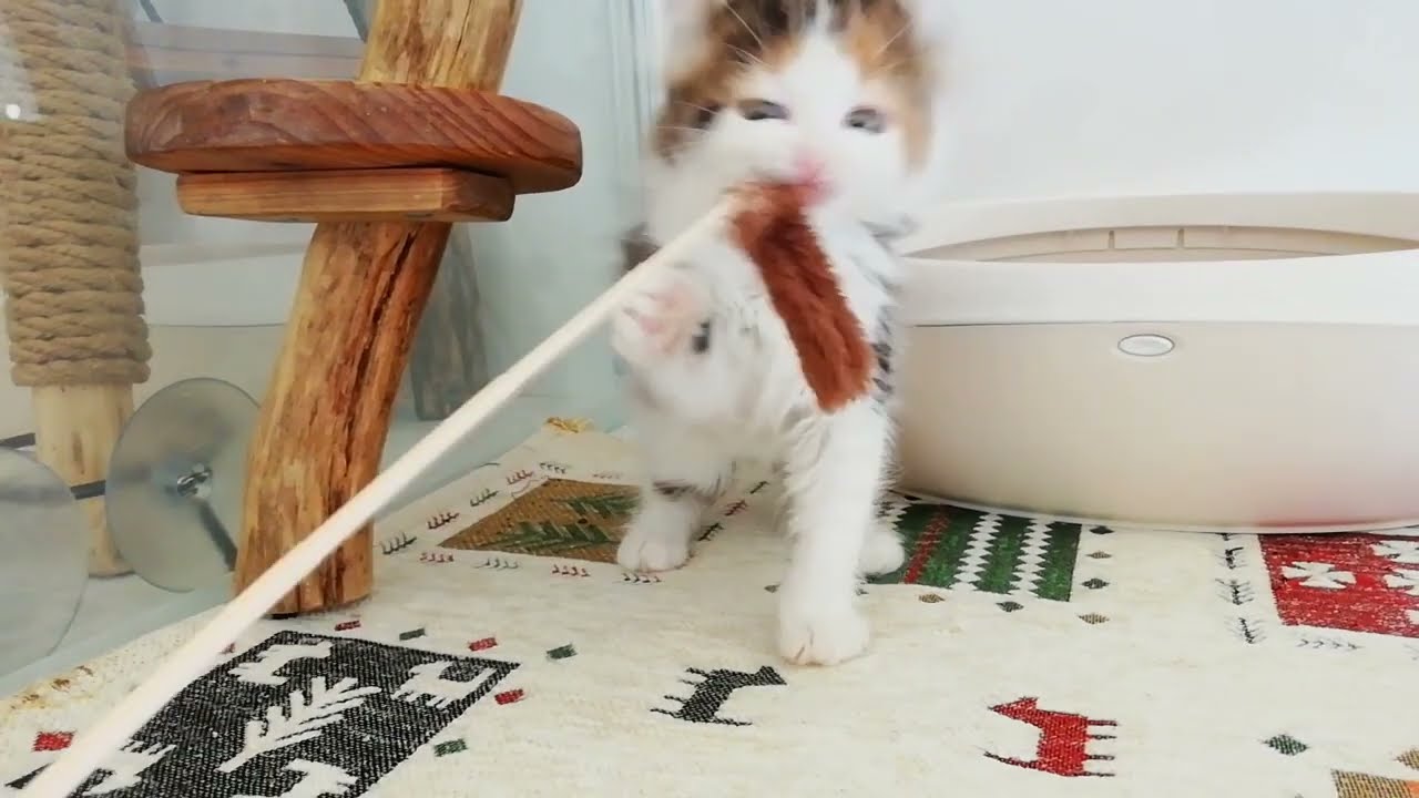 アメリカンカール 女の子 2023/3/5