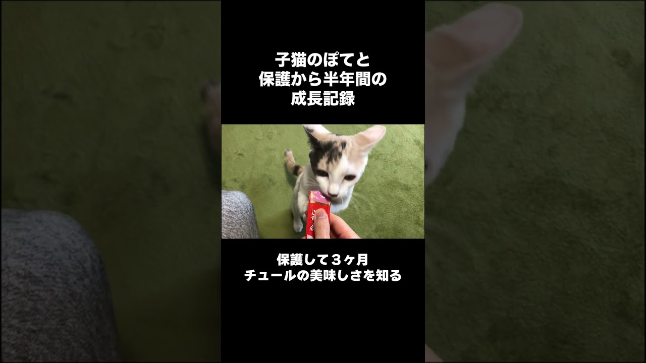 子猫のぽてと保護から半年間の成長記録  #shorts