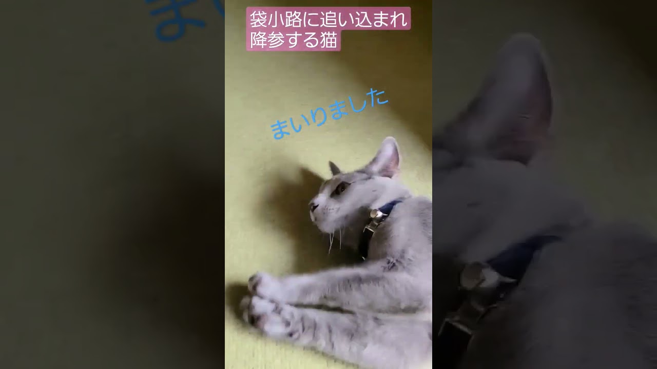 袋小路に追い込まれ降参する猫 #おいかけっこ #ロシアンブルー #shorts