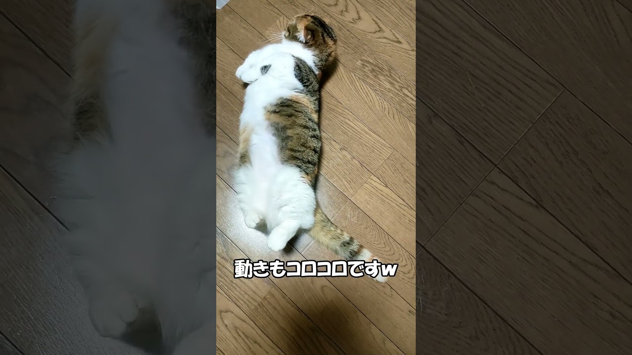 へそ天、太った？！　マンチカン「むぎ」　 ねこずちゃんねるshorts182 #ねこ #猫 #cat #仔猫 #短足 #shorts