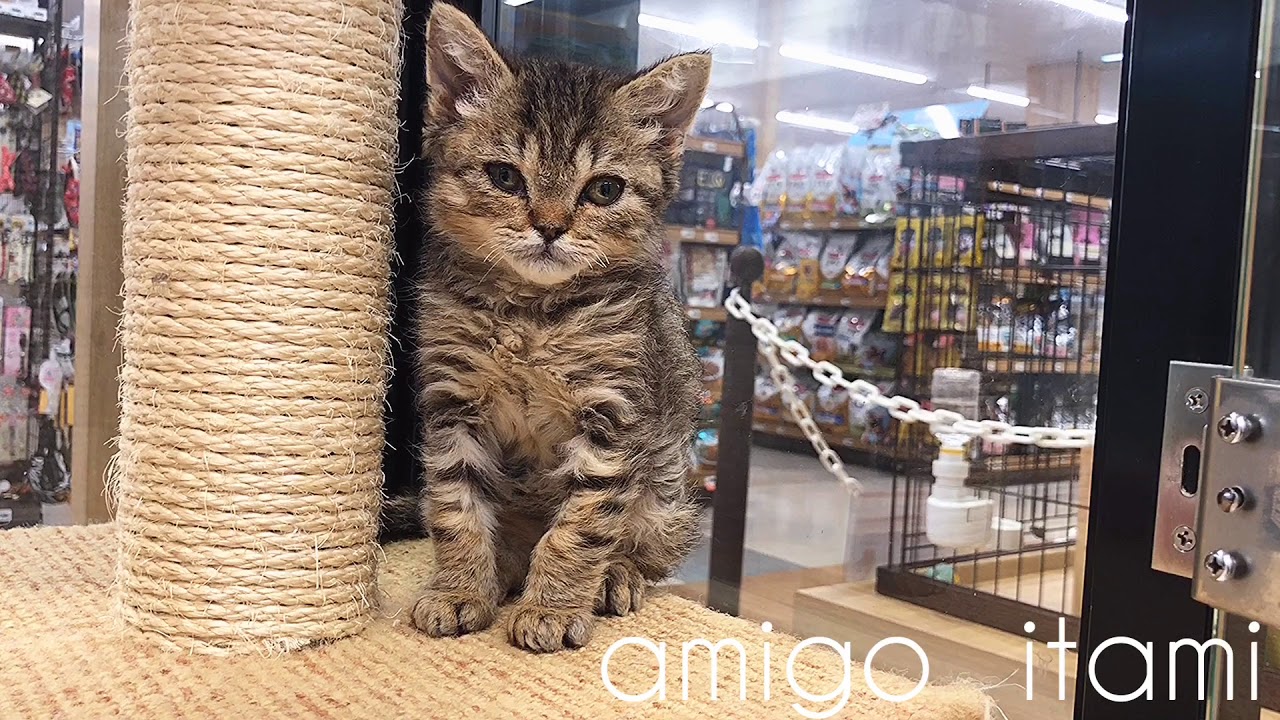 セルカークレックス　：　アミーゴ伊丹