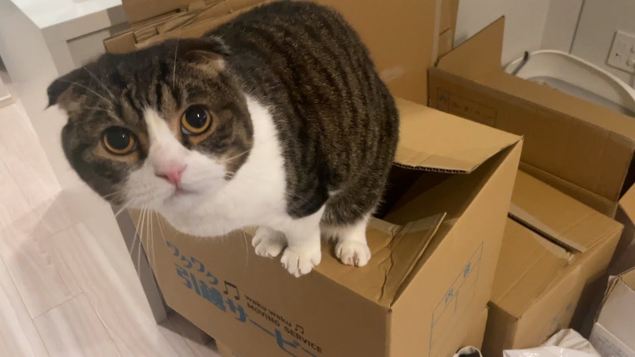 【親子猫】お引越ししました！1年ぶりの更新。ご心配おかけしました【スコティッシュフォールド】