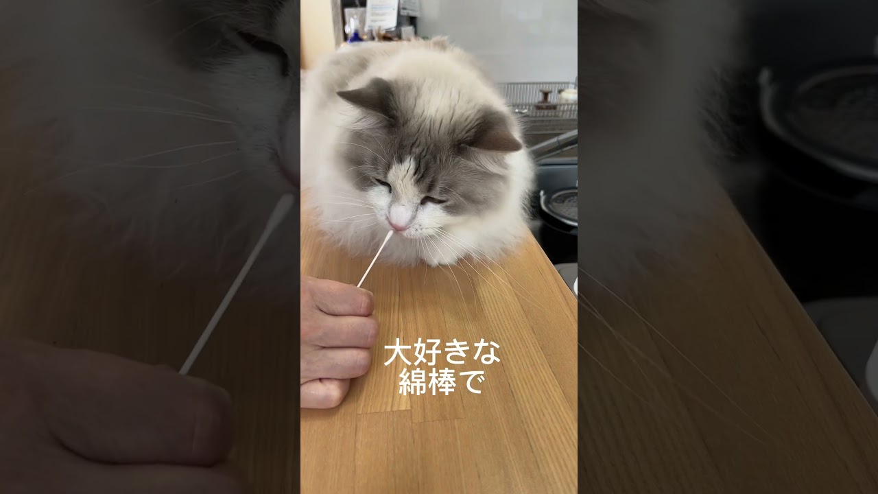 猫の鼻くそ掃除#ラグドール #猫 ＃鼻くそ掃除