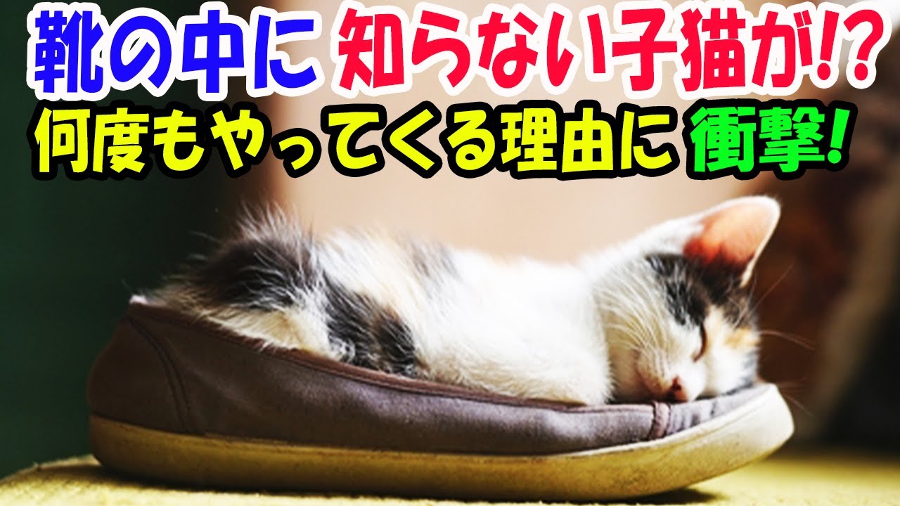 外出しようとしたら靴の中に知らない子猫が寝ていた!? 何度もやってくるその訳に衝撃! 【猫の不思議な話】【朗読】