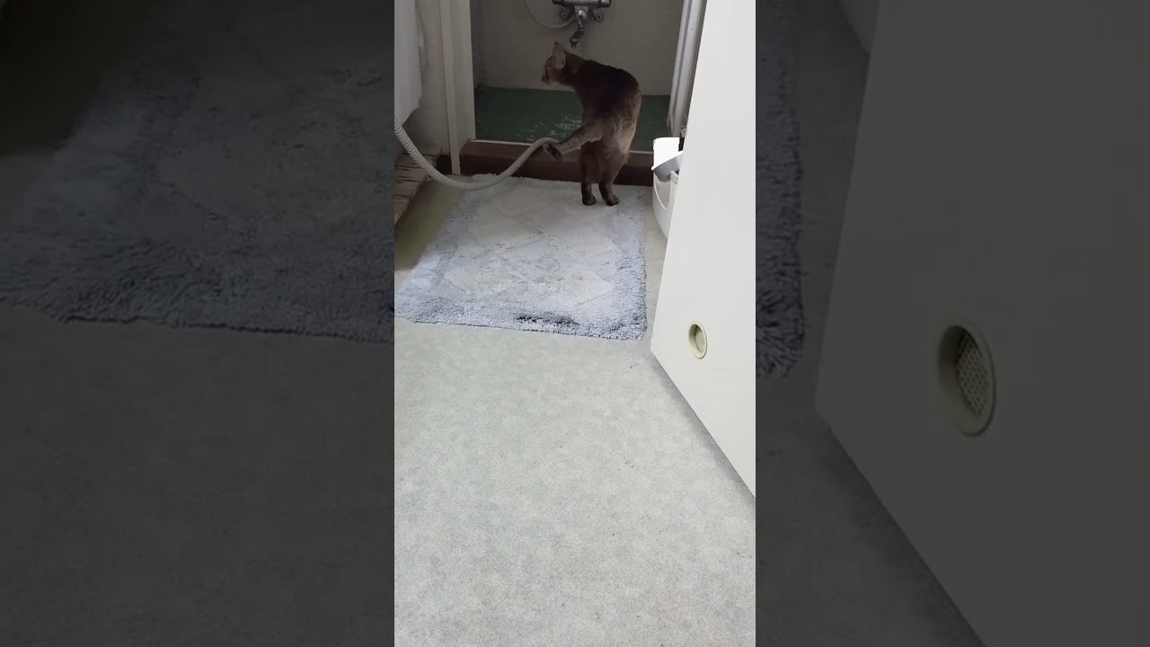 ネコ動画あび＃1216　#shorts　あびの毎日　アビシニアン　あび