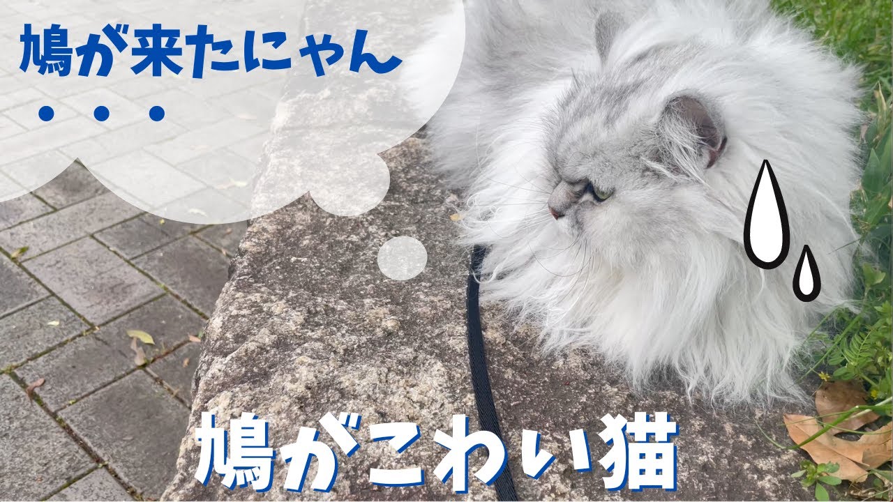 鳩がこわい猫｜ラガマフィンのラガさん