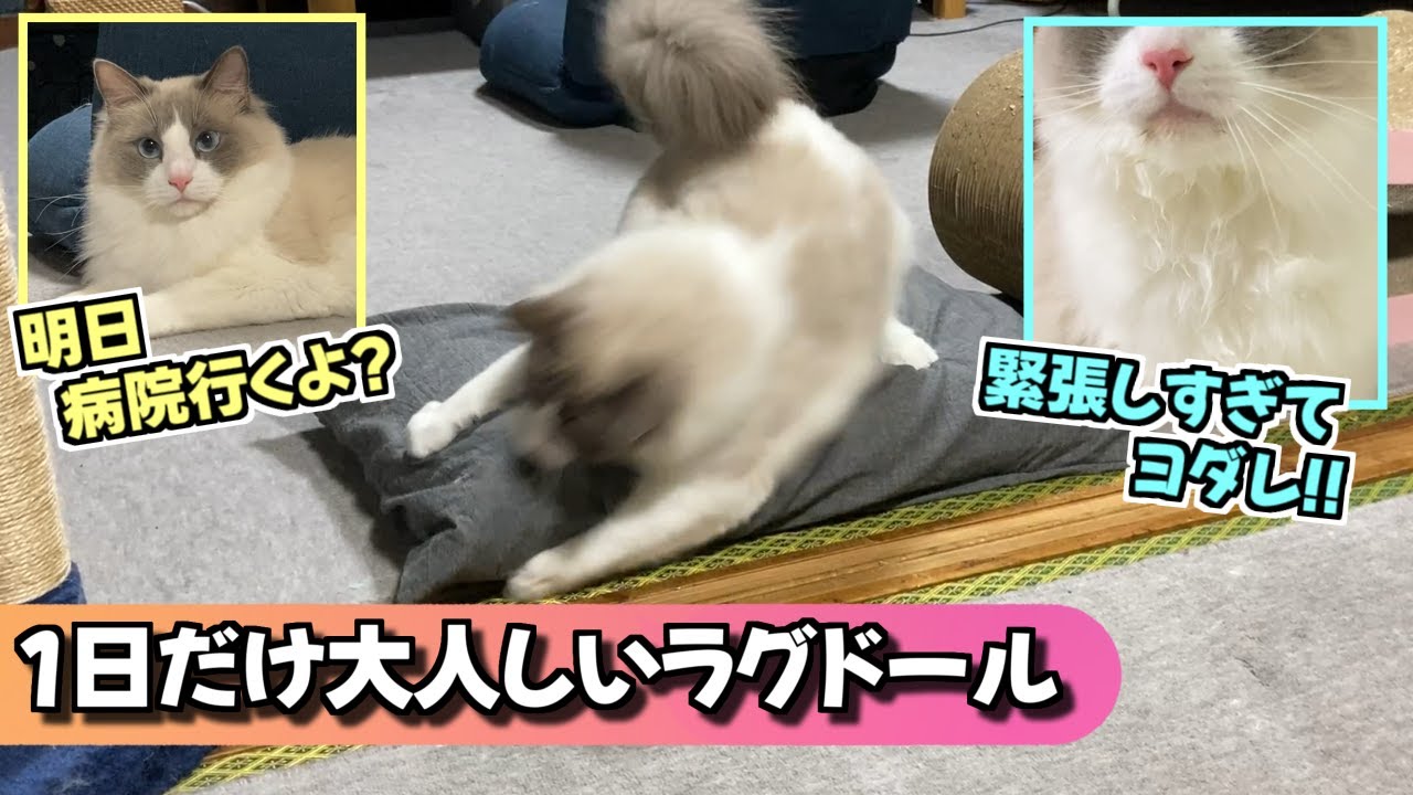 毎日のように暴れまわるラグドールを、病院に連れていくと？いつも通りの～ヨダレ！ヨダレ！ヨダレ～！その日だけ大人しい姉さんｗｗｗ【猫のナレーション】