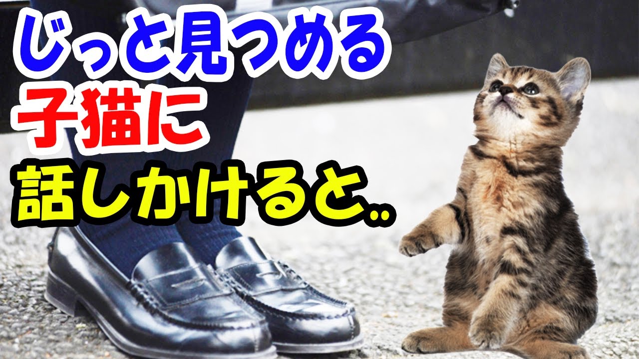 足元に小さな子猫がいてこちらをじっと見つめてきた。話しかけると..【猫の不思議な話】【朗読】