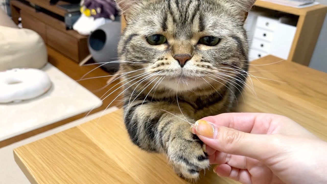拾った猫の髭を見せびらかしたら…