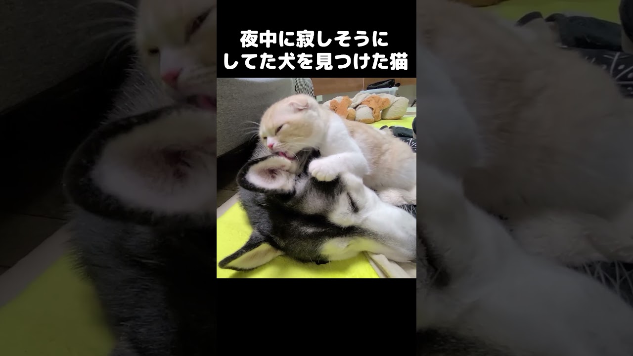 深夜に寂しそうにしてた犬を見つけた猫がこうなった...#猫 #shorts