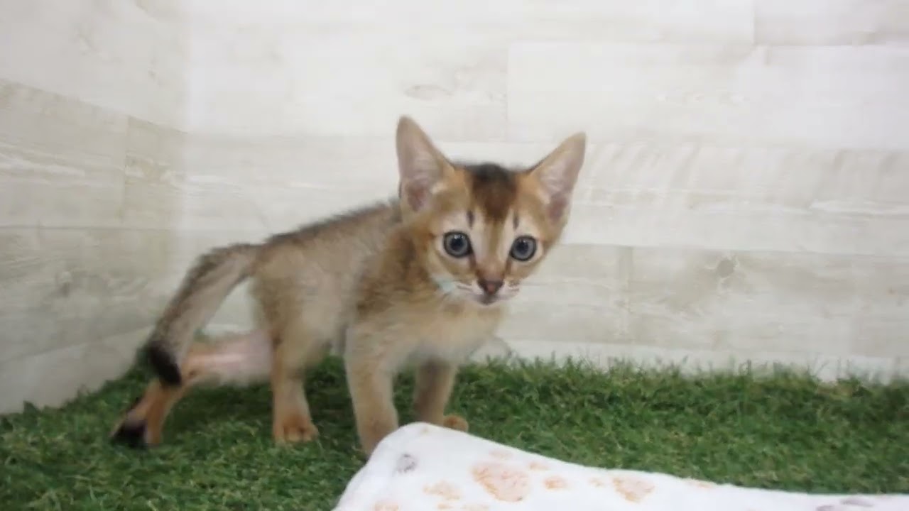 Coo&RIKU　No00626573 アビシニアン