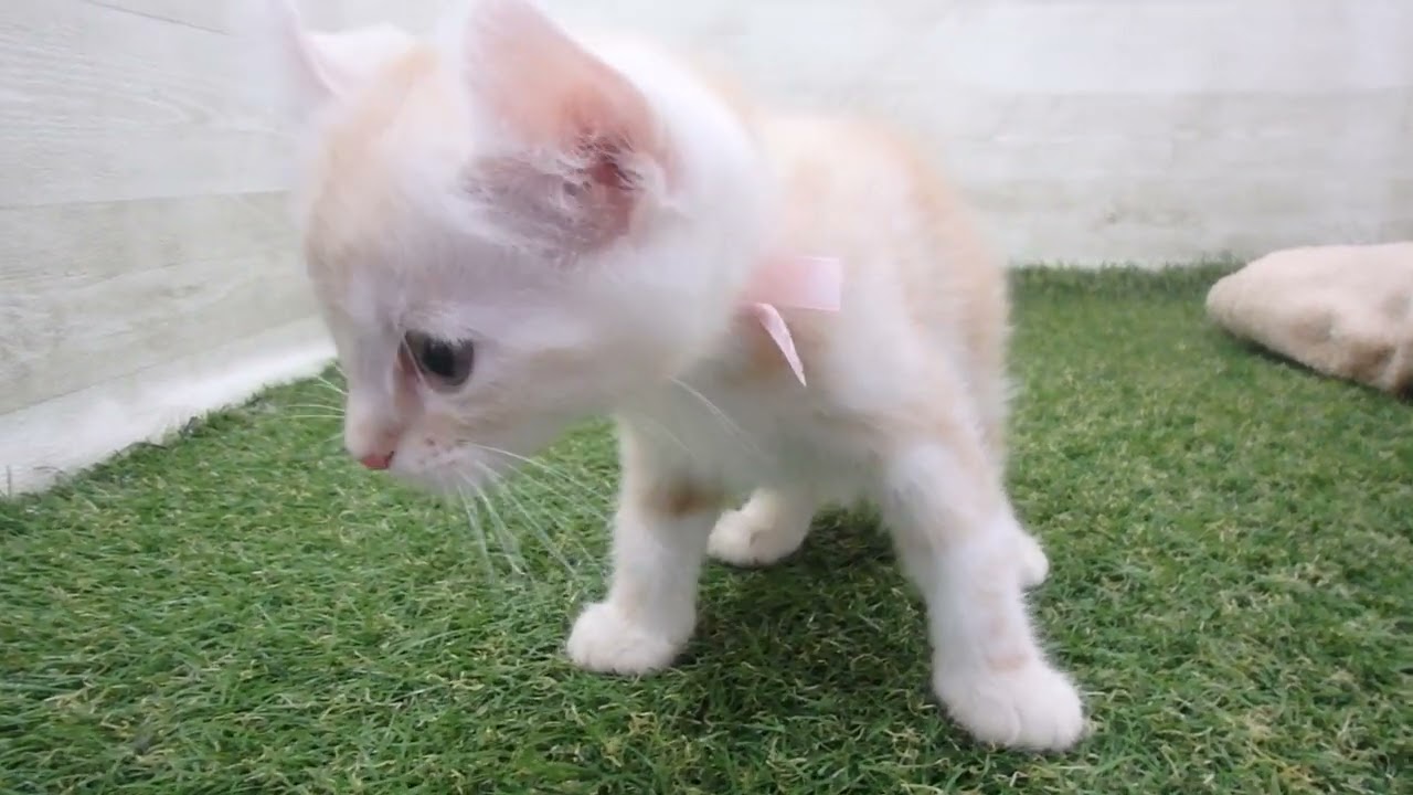 Coo&RIKU　No00588557 アメリカンカール