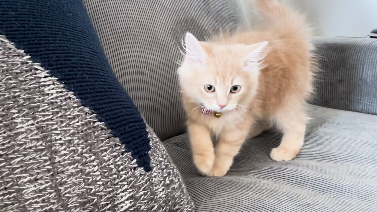 子猫のリビングデビューが可愛すぎましたw【サイベリアン】