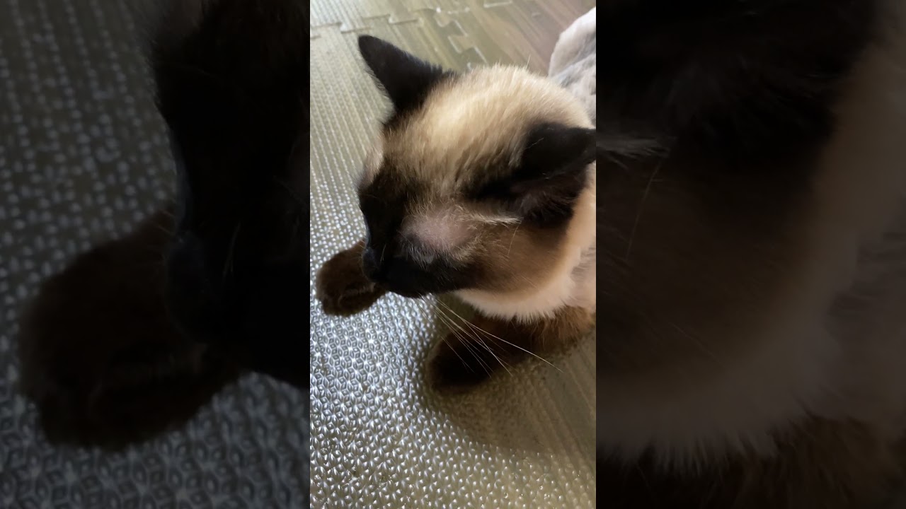 【2023.05.07】今日のシャム猫のふくさん（音無し）【たぬき猫】 #shorts