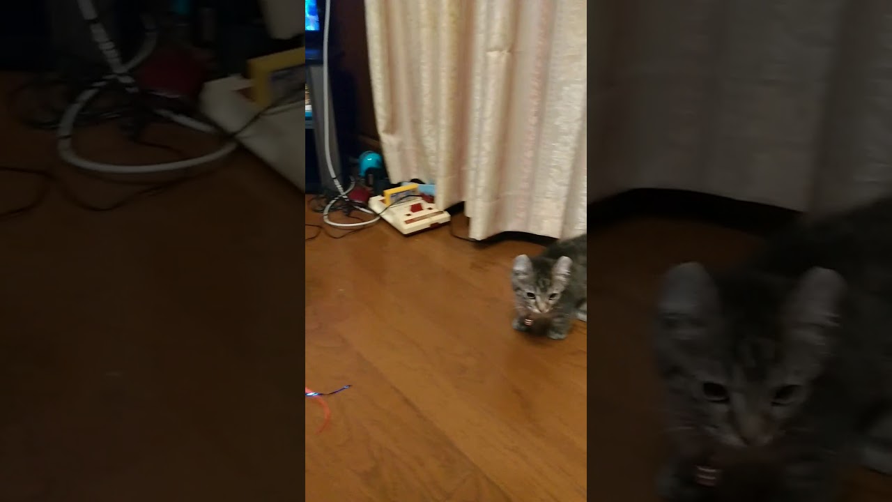 家に来たばかりの猫もっちゃんです