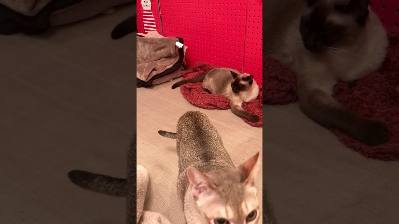 たぬき猫にチョッカイを出さずに通過するシンガプーラなのにゃ♪