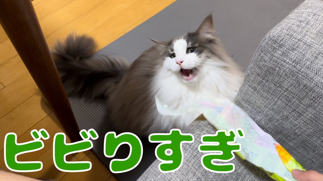 ビビってヒット&アウェイを繰り返す猫【メインクーン】