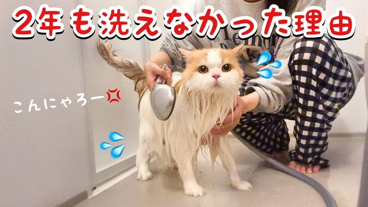 2年ぶりに愛猫をシャンプーしたら大変なことに...！