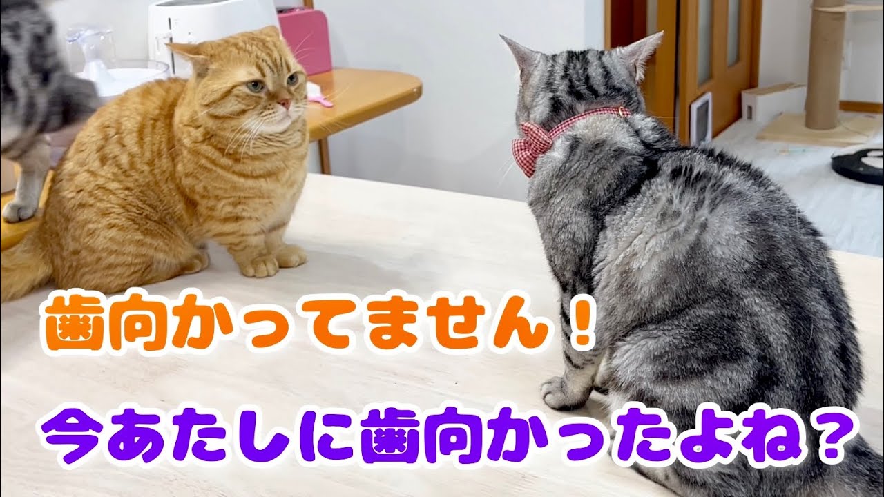 やっぱりこのふたりが大黒柱！
