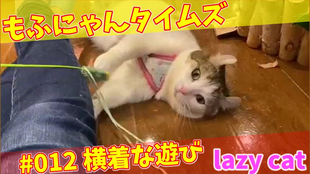 【cat video／猫動画】Lazy cat. 横着な遊び（メイ／キンカロー）#012