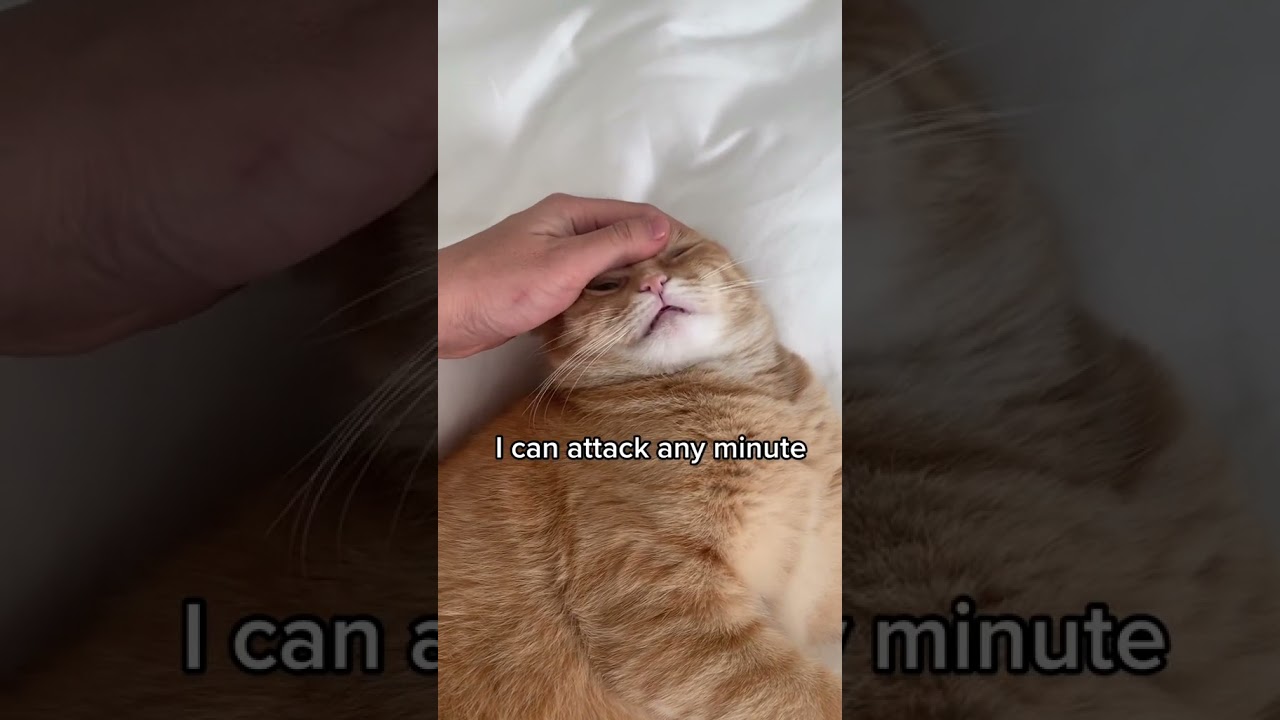 How to control my big fat brown cat?