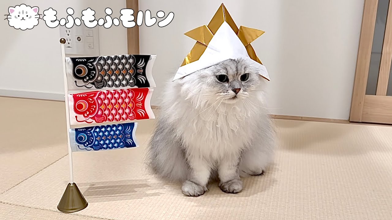 猫とこどもの日のお祝いをすると… 【サイベリアン】