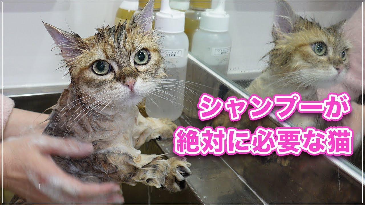 【マロンちゃん】皮脂でギトギトのマロンちゃん、絶対にシャンプーが必要な猫ちゃんもいるんです【マンチカンLH】