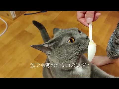 人懐っこくて可愛い猫（シャルトリュー）大好きなウェットフードに朝から大興奮♪