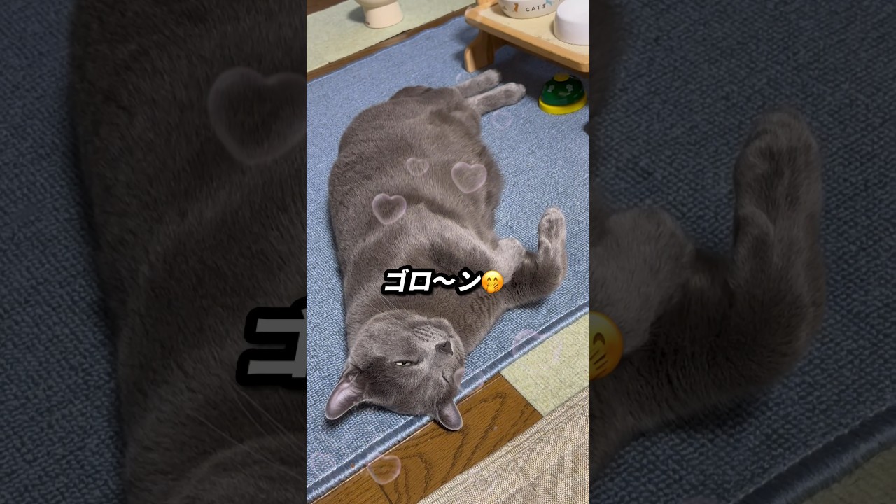 【ロシアンブルー】めろん、朝ご飯後...満足したのか、ゴロンゴロンしてます🤭【猫】#shorts