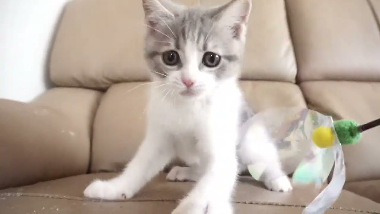 ブリティッシュショートヘアー子猫　British Shorthair　2023.2.12産まれ　ブルータビー&ホワイト　女の子　シーダキャット猫のお店