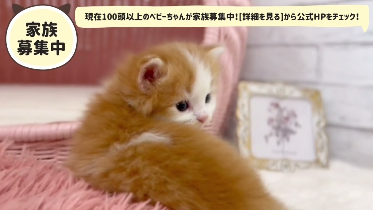 【ラガマフィン】PICK UPベビーちゃん紹介☆