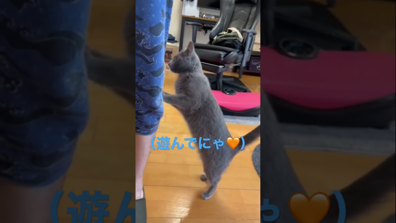 パパ・・遊んでにゃ🧡な猫（ロシアンブルー）#shorts