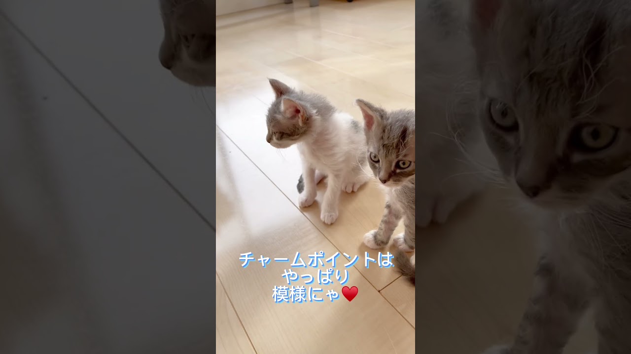 【牛さん模様の巻き毛猫】スクーカムちゃん♥️ 【お問合せ詳細は説明欄に記載あります】 #ラパーマ #ブリーダー直販 #マンチカン #子猫 #猫 #ミヌエット #猫のいる暮らし #子猫販売 #猫動画