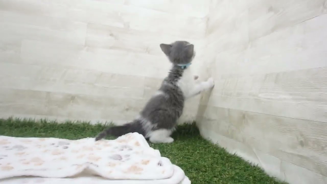 Coo&RIKU　No00629930 ブリティッシュショートヘアー