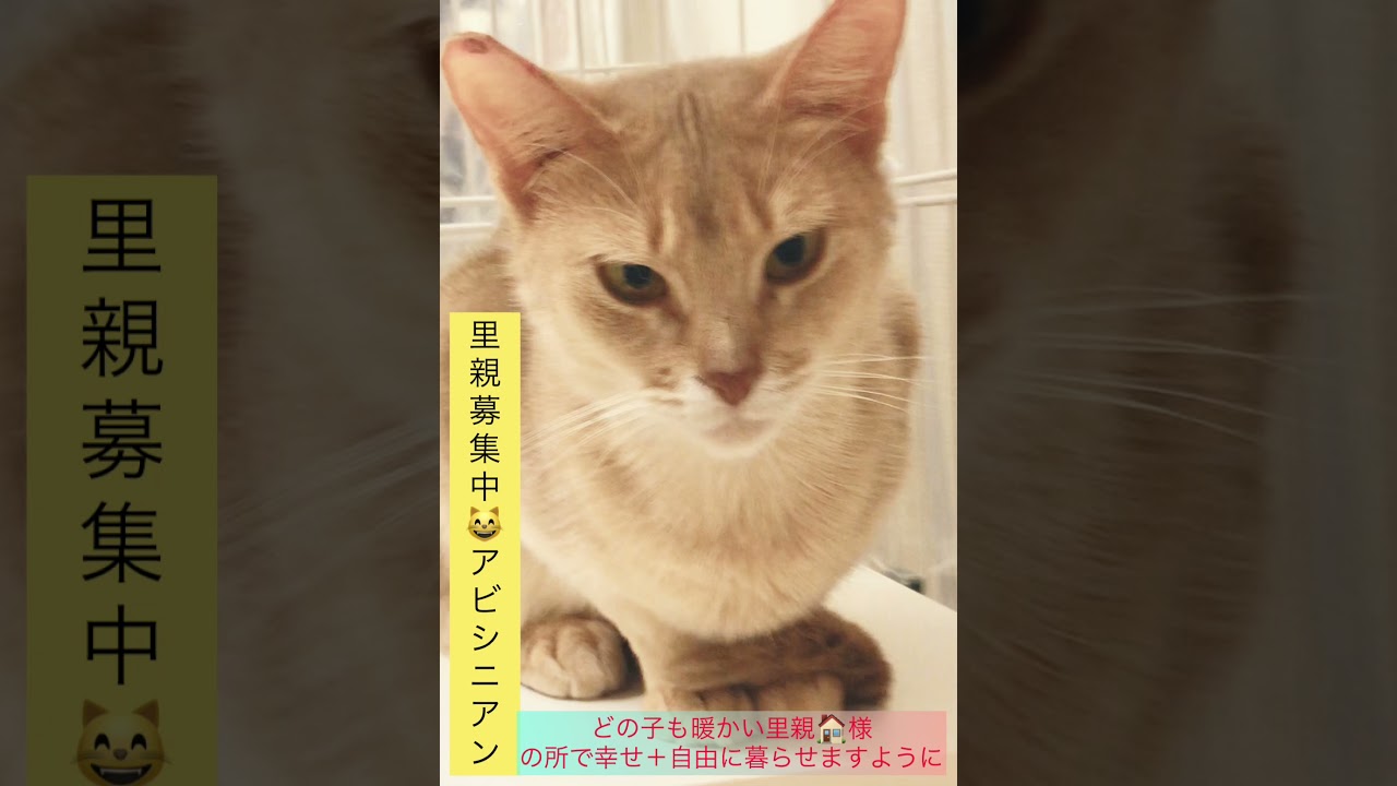 里親募集中　アビシニアン成猫ちゃん　アゴはネコ
