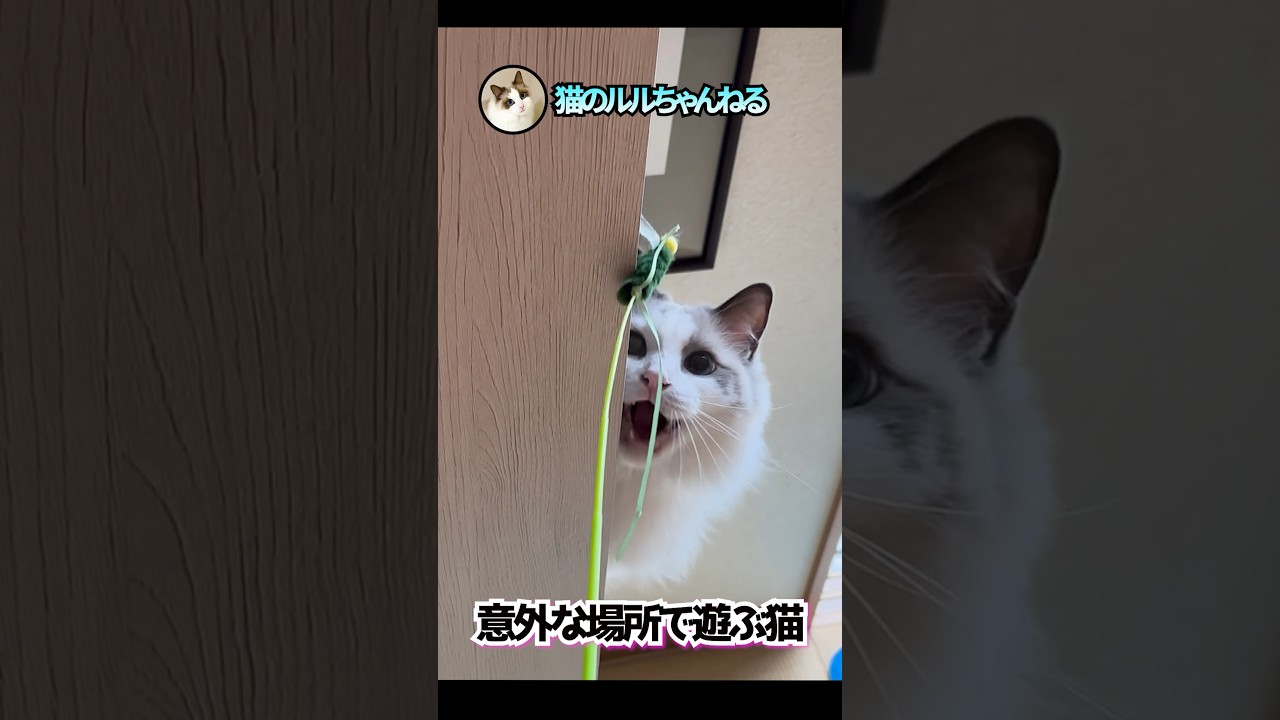 ○○の中で遊ぶ猫 #ラグドール #ragdoll #shorts