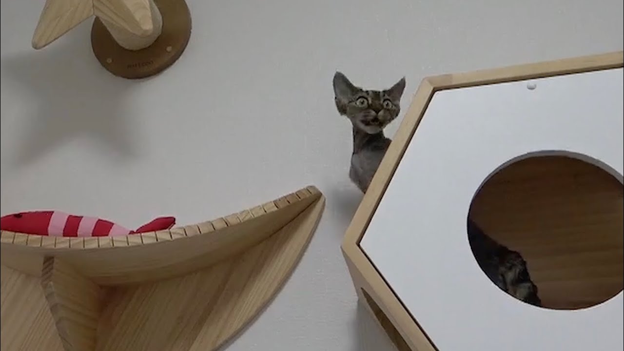 キャットウォークで遊ぶデボンレックス子猫です(Devon Rex kitten playing on a catwalk)