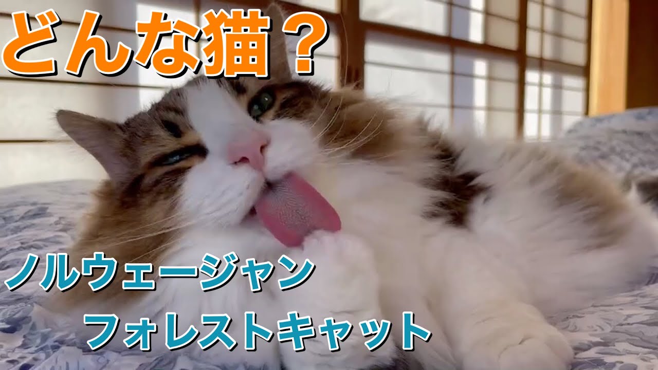 ノルウェージャンフォレストキャットが可愛い【性格、特徴】