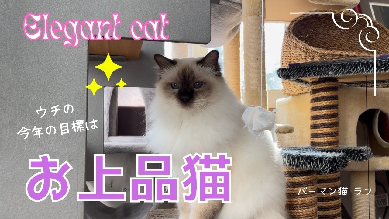 バーマン猫ラフが目指す【お上品猫】Elegant cat（バーマン猫）Birman/Cat