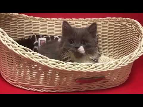 スコティッシュフォールドの子猫☆＜2017/12/16産まれD♂＞