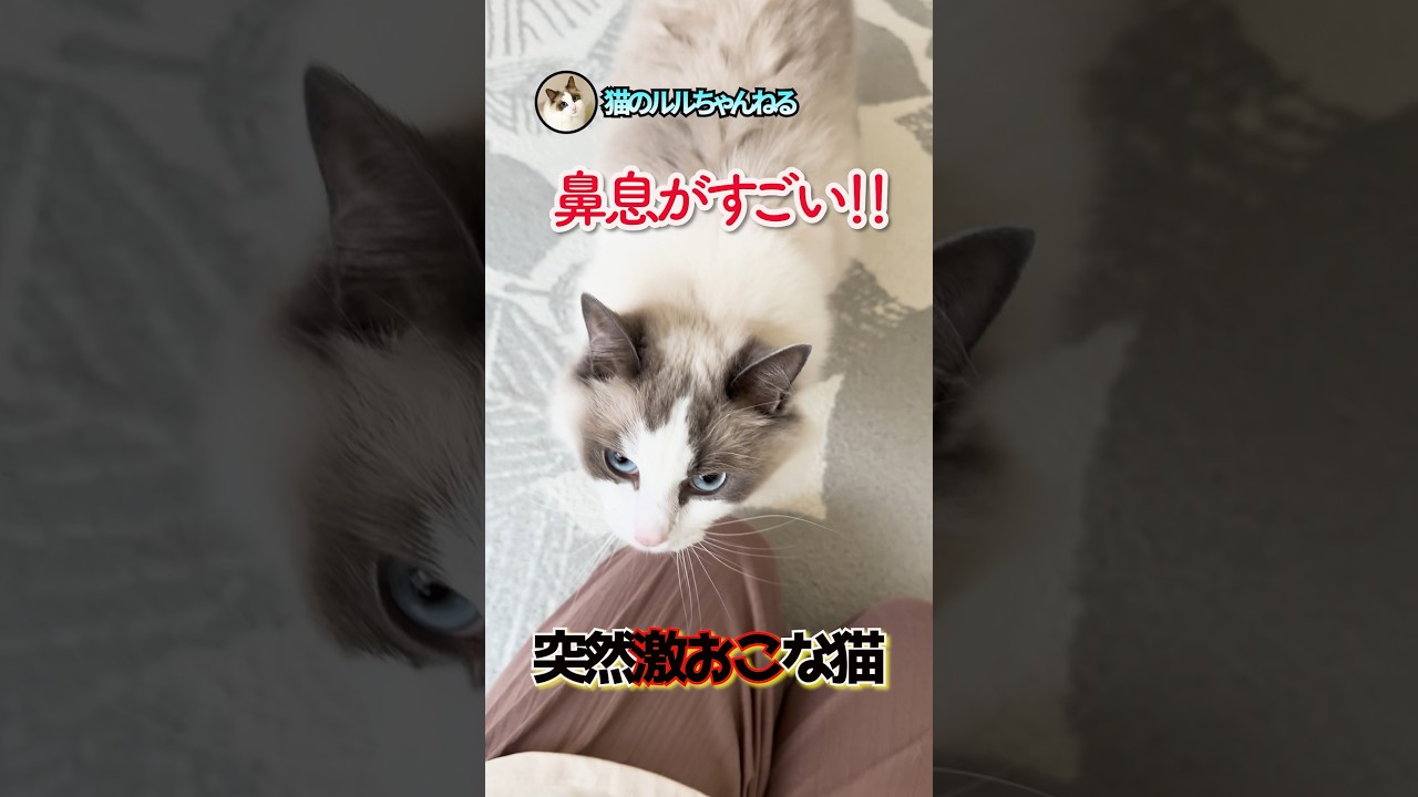 理由もなく突然怒り始めた猫 #ラグドール #ragdoll #shorts