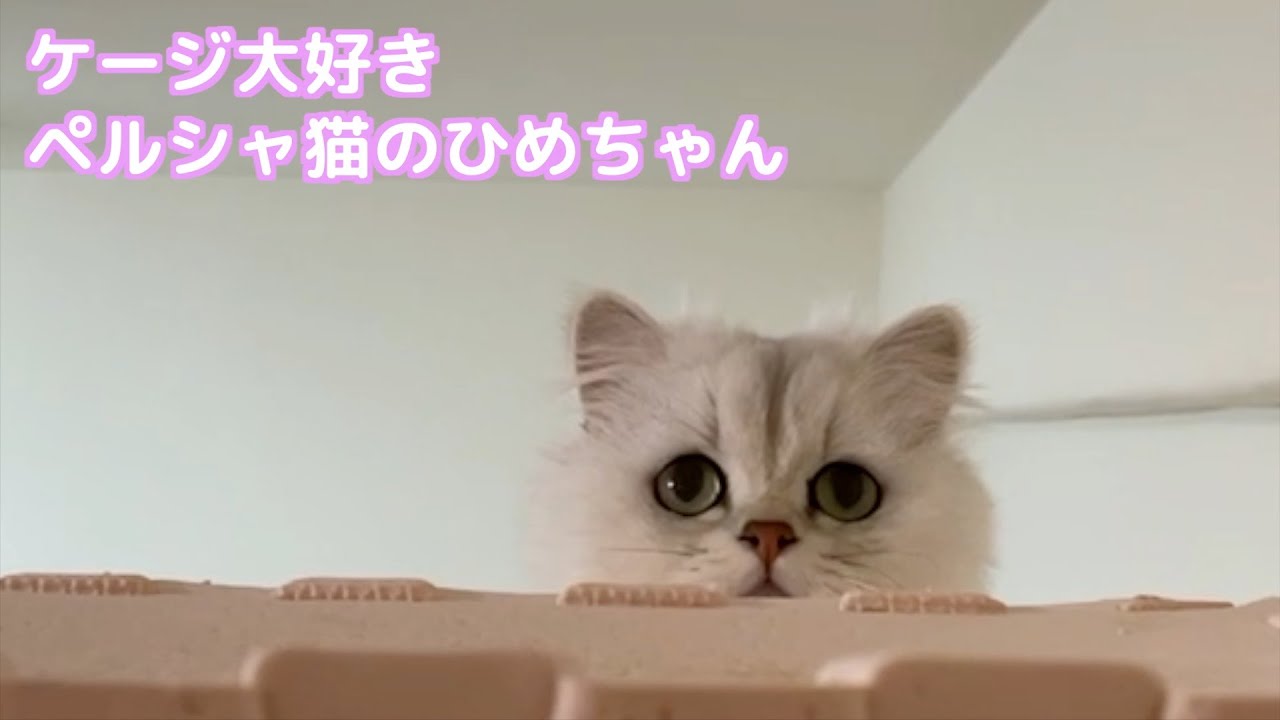 【ペルシャ猫】ケージを簡単に快適にしたい！可愛いペルシャ猫たちのために工夫する中年夫婦！
